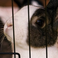 Rabbit in a cage