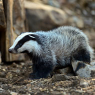 Badger