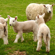 Sheep and lambs