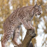 Eurasian lynx