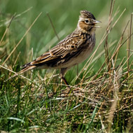 Skylark