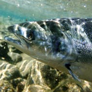 atlantic salmon