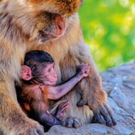 macaque mother and baby