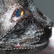 Cat eyelid