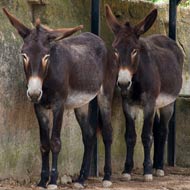 donkeys