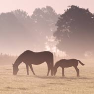 grazing horses