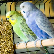 budgies