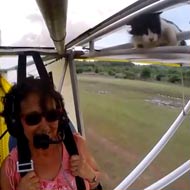 cat on microlight