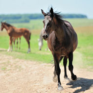 horses