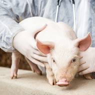 Pig with vet