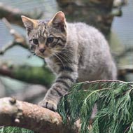 wildcat kitten