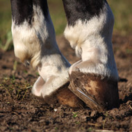 hoof