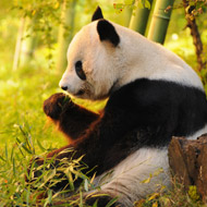 Giant panda