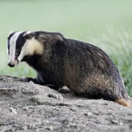 badger