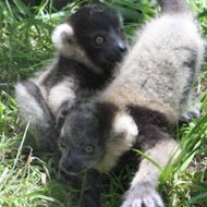 trio of black and white ruffed lemur pups