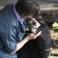 cattle vet