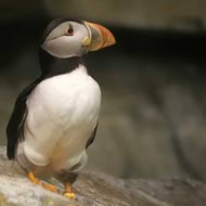 puffin