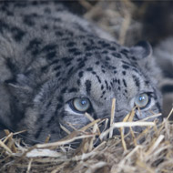 Snow leopard