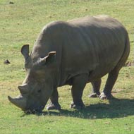 Northern white rhino Angalifu