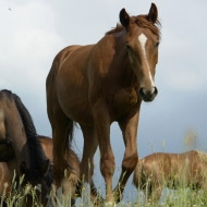 horses