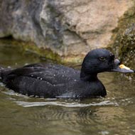 British common scoter