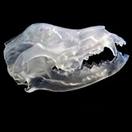 3D printed dog's skull 