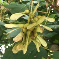 sycamore seeds