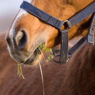 horse chewing on grass