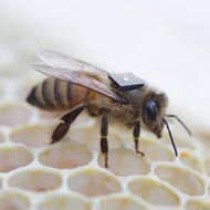 bee fitted with micro-sensor