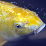 Carp in a pond