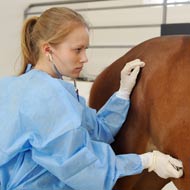 equine vet