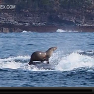 Seal video still