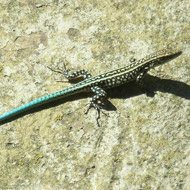 Wall lizard