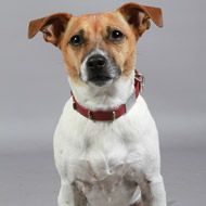 Jack Russell Terrier