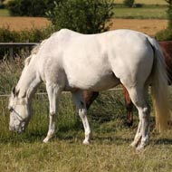 equine