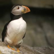 Puffin