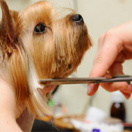 Dog grooming