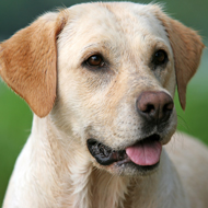 Labrador