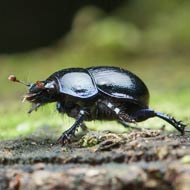 dung beetle