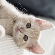 white cat on sofa