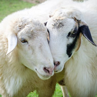 Pair of sheep