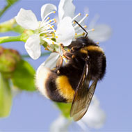 bee