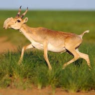 Saiga