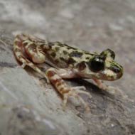 Mallorcan midwife toad