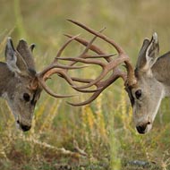 deer locking antlers