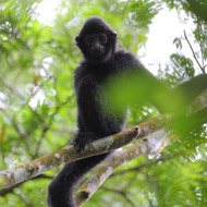 Gibbon