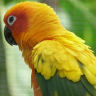 sun parakeet