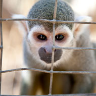 Monkey in a cage