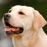 Labrador