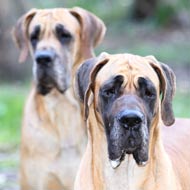 great danes